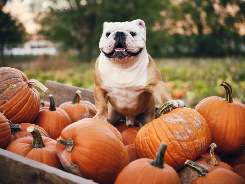 Besides jack-o-lanterns, pumpkins are popular in recipes, seasonal décor and more