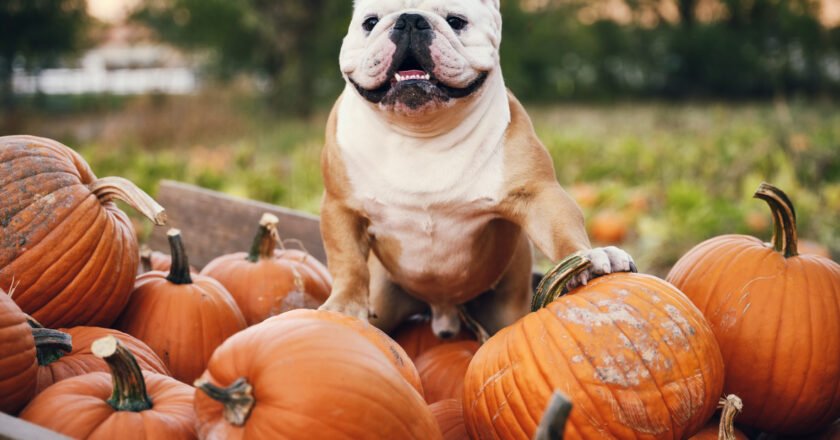 Besides jack-o-lanterns, pumpkins are popular in recipes, seasonal décor and more