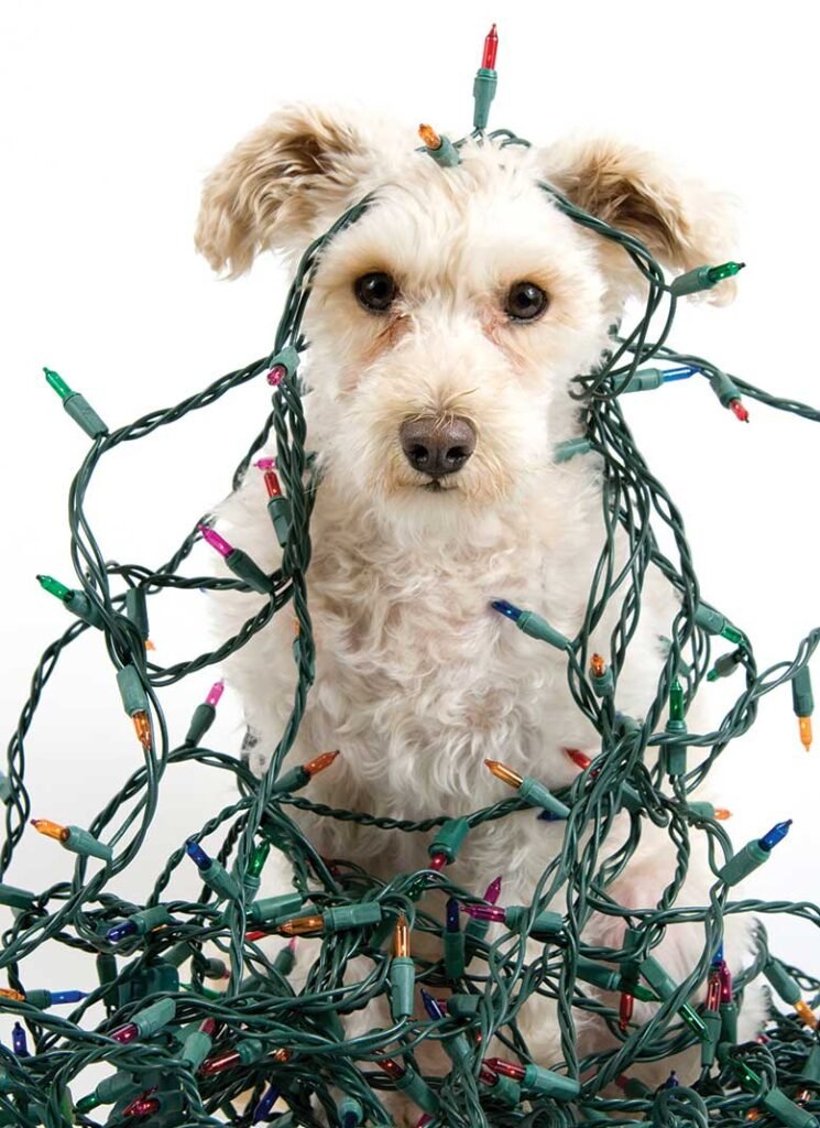 Top 5 Holiday Dangers to Pets