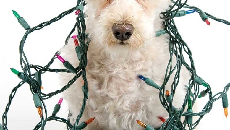Top 5 Holiday Dangers to Pets