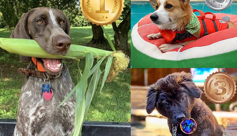 DOG DAYS OF SUMMER 2020 Photo Contest Winners