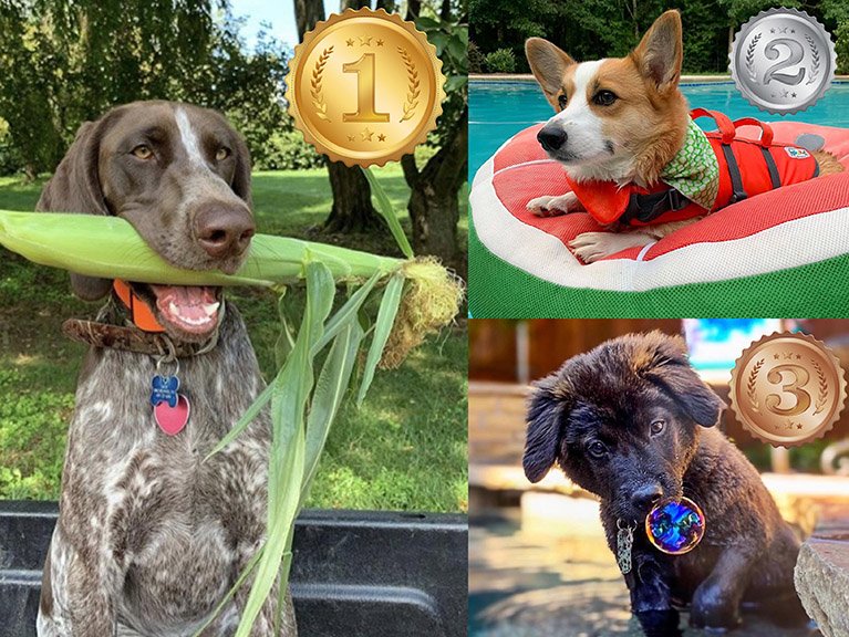 DOG DAYS OF SUMMER 2020 Photo Contest Winners
