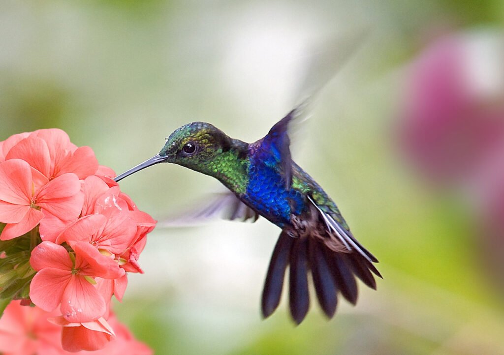 Simple Tips to Attract Hummingbirds to Your Yard￼