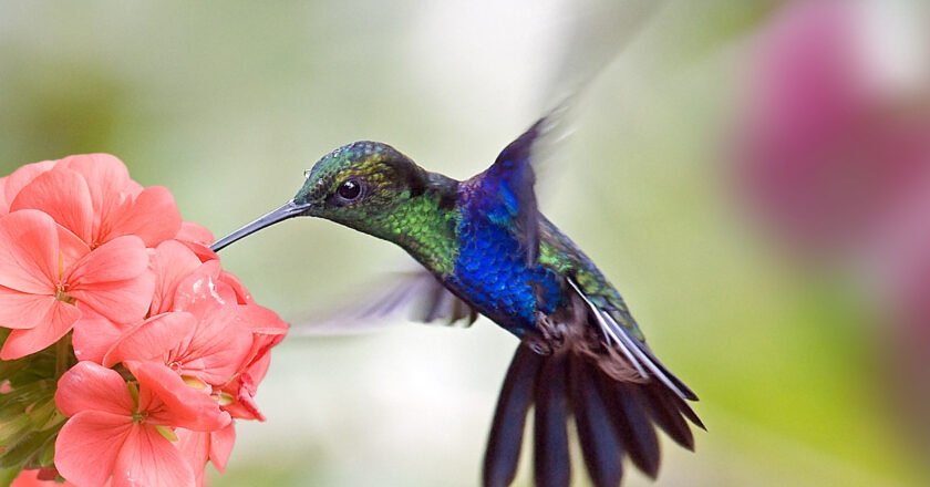 Simple Tips to Attract Hummingbirds to Your Yard￼