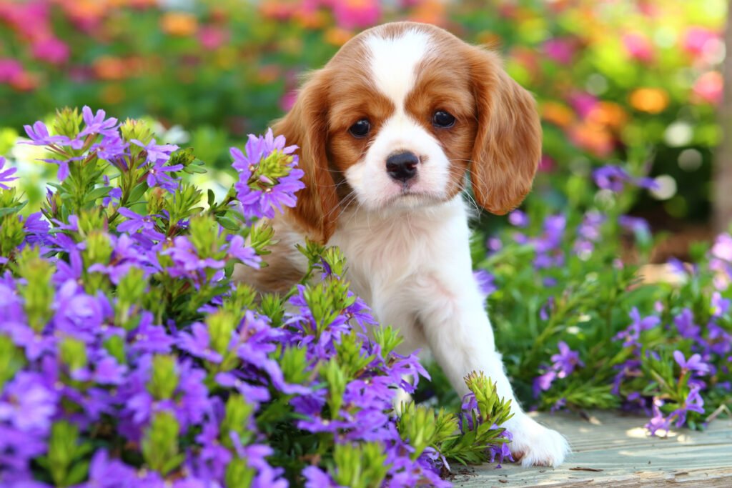 Keeping Pets Safe in the Garden￼