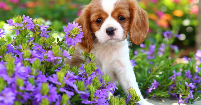 Keeping Pets Safe in the Garden￼