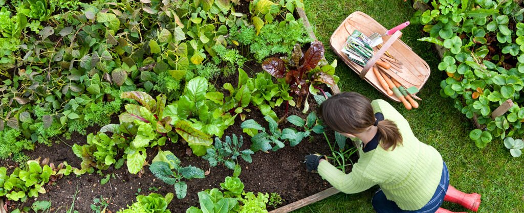 7 Garden Growing Basics for Beginners