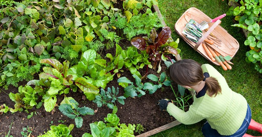 7 Garden Growing Basics for Beginners